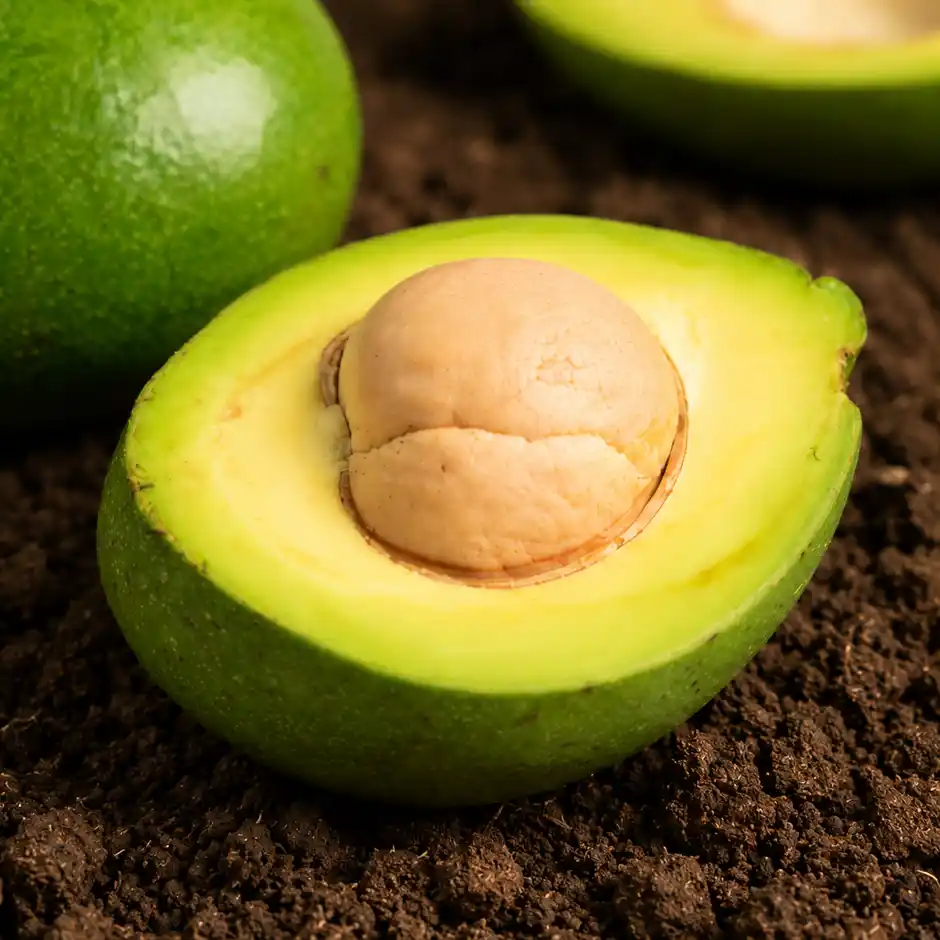 Avocado